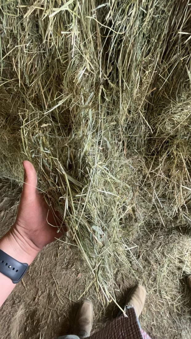 Alfalfa_grass_hay_50/50_Minnesota_800_lb_bales_bulk