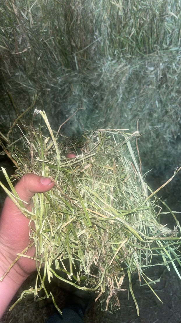 Alfalfa_grass_hay_50/50_Minnesota_800_lb_bales_bulk3
