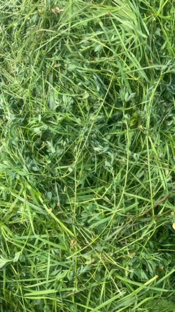 Alfalfa_grass_hay_50/50_Minnesota_Field2