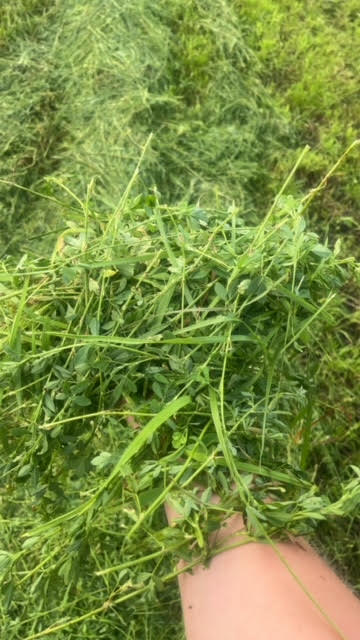 Alfalfa_grass_hay_50/50_Minnesota_Field4