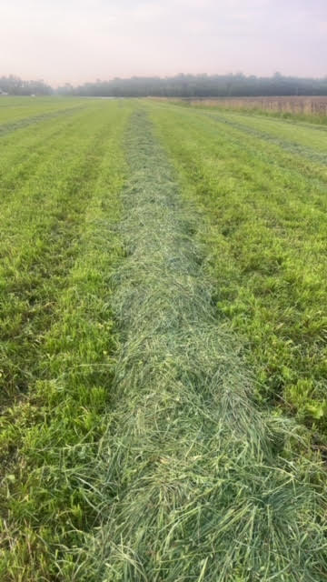 Alfalfa_grass_hay_50/50_Minnesota_Field5