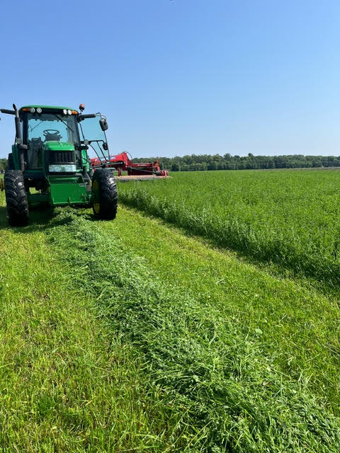 Alfalfa_grass_hay_50/50_Minnesota_Field6