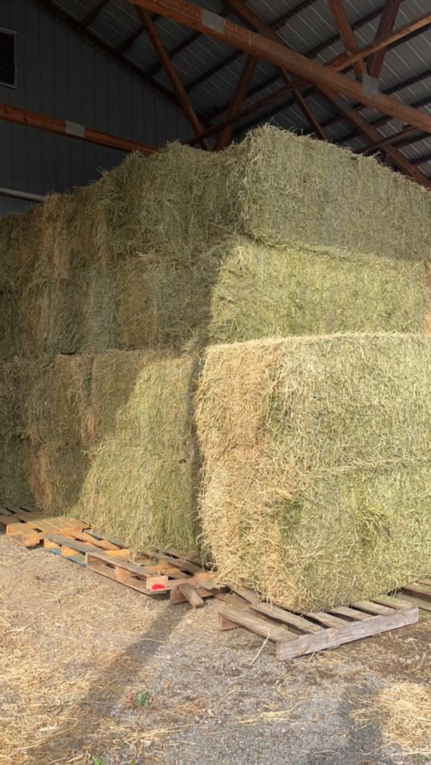 Alfalfa hay Minnesota 800 lb bales 