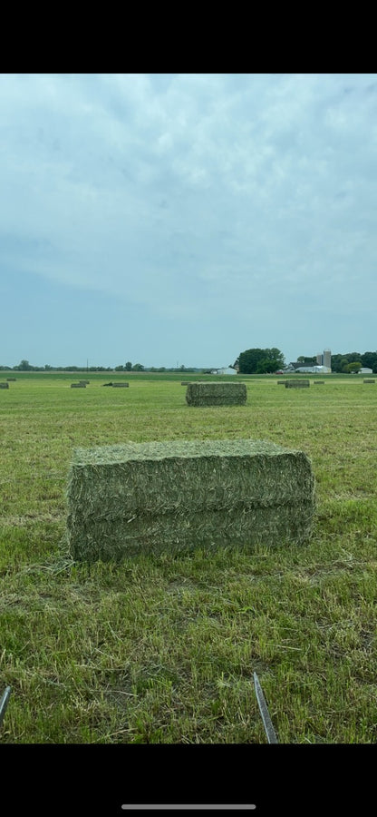 Alfalfa_hay_Minnesota_800_lb_bales_bulk