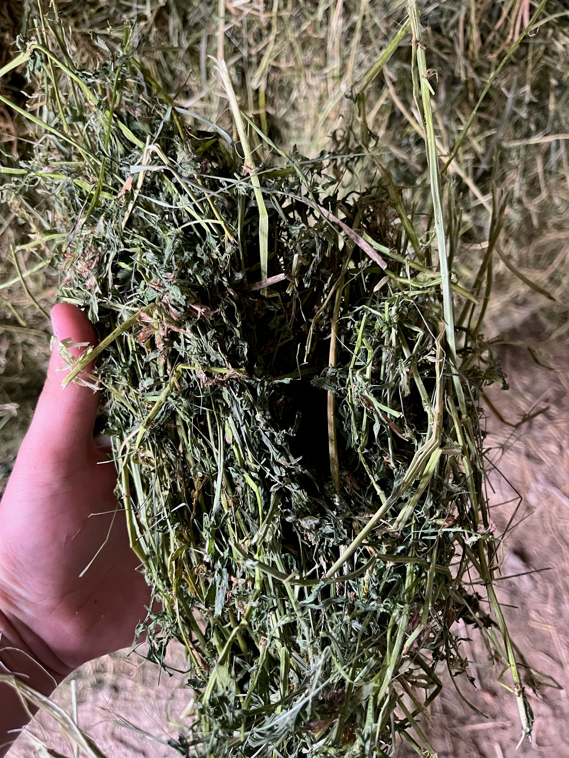 alfalfa hay Minnesota quality