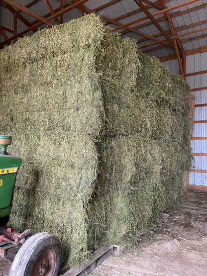 Alfalfa Hay Minnesota square bales bulk