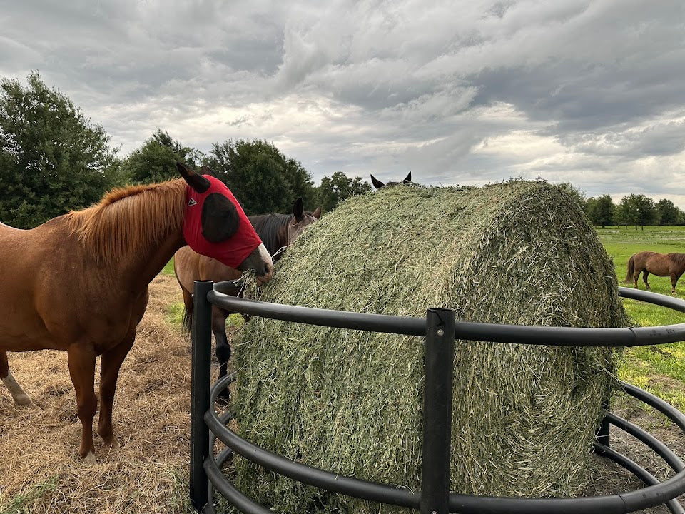 Alfalfa Hay - 1300 lb Round Bales - Nebraska - Semi-truck Load